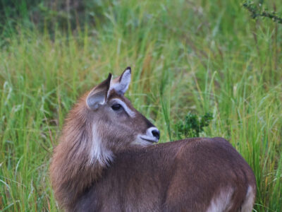 Limpopo And Kruger National Park