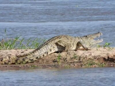 Niassa Reserve Safari