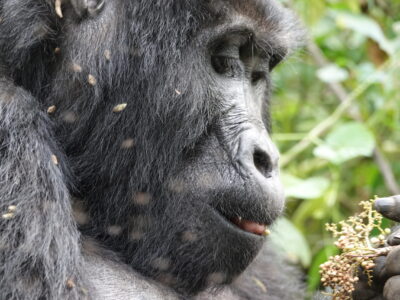 Remarkable Gorillas