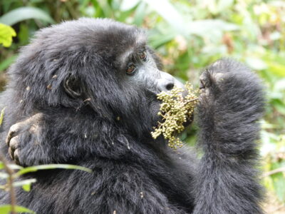 Uganda Gorillas And Wildlife