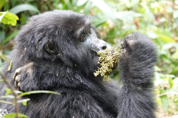 Uganda Gorillas And Wildlife