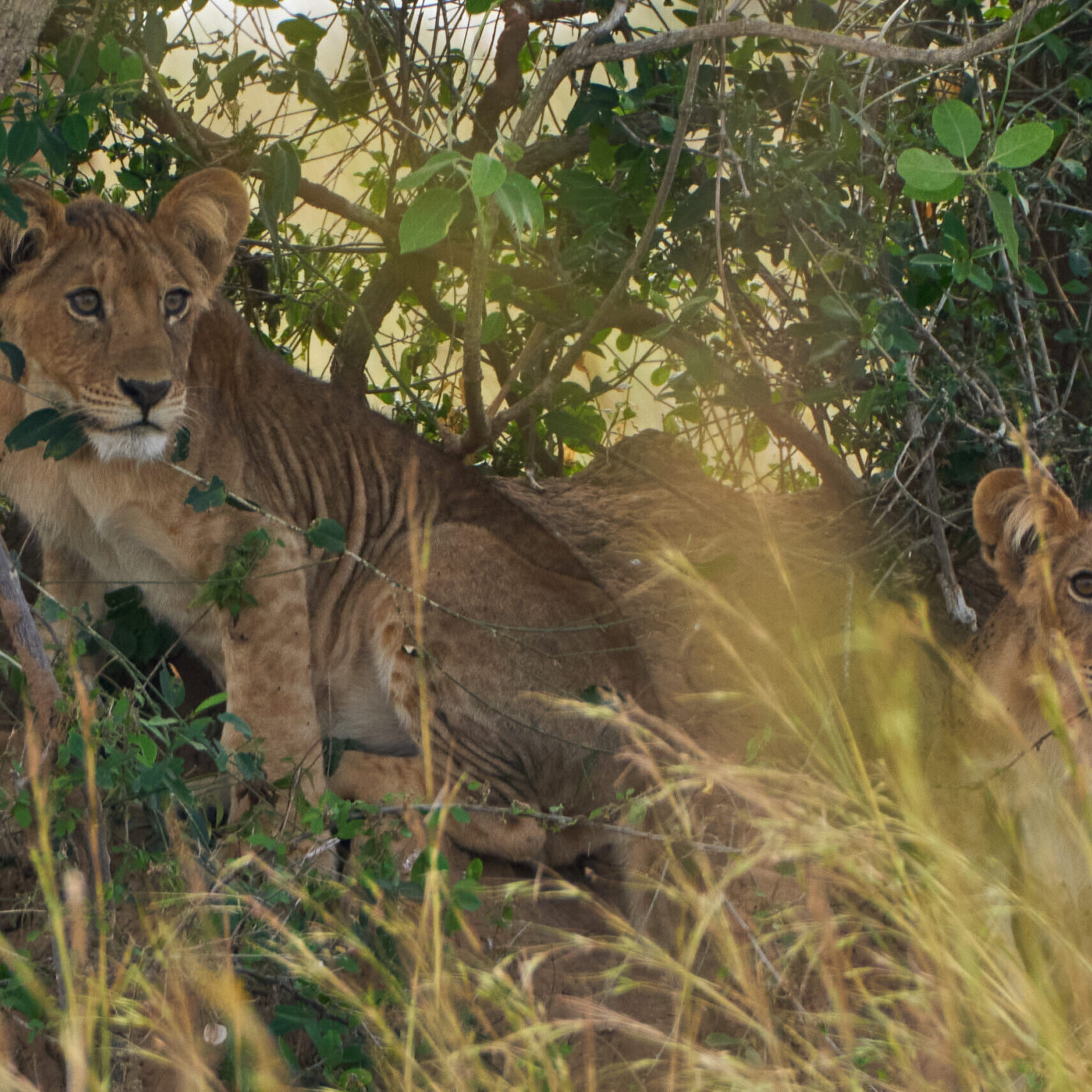 10 Days Botswana Safari