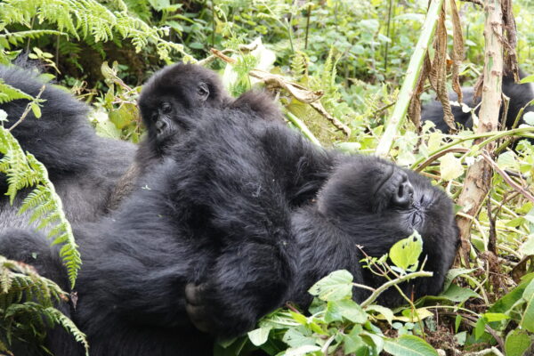 16 Days Highlights Of Africa 16 Days Highlights Of Africa