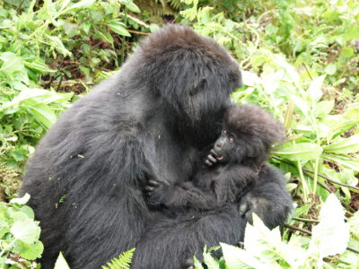 2 Days Rwanda Gorilla Trek