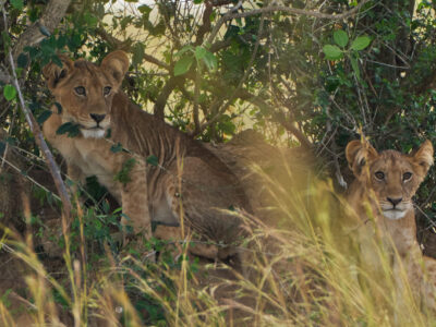 4 Days Masai Mara Safari