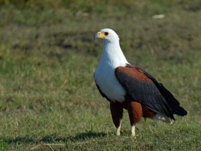 African Fish Eagle