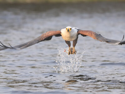 African Fish Eagle JimJam Tours