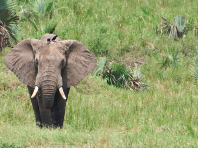 Amboseli National Park