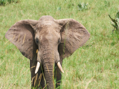 Chobe National Park