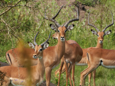 Chobe National Park