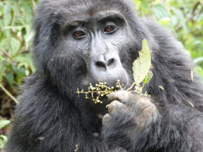 Gorilla Trekking From India