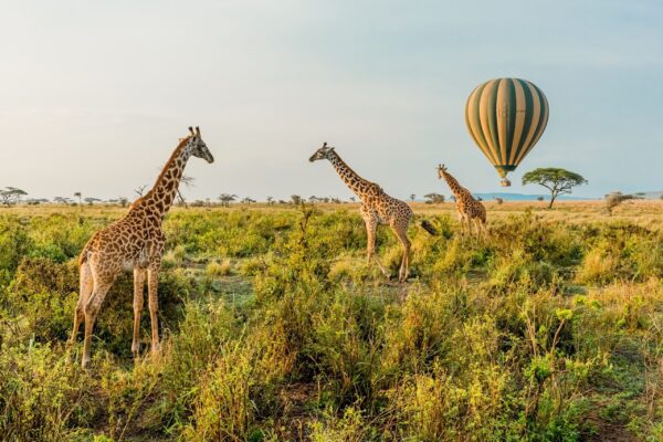 Hot Air Balloon Safaris in Serengeti Hot Air Balloon Safaris in Serengeti