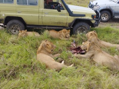 Lion Tracking