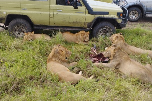 Lion Tracking