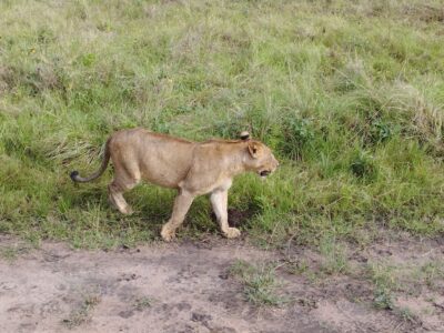 Lion Tracking JimJam Safaris