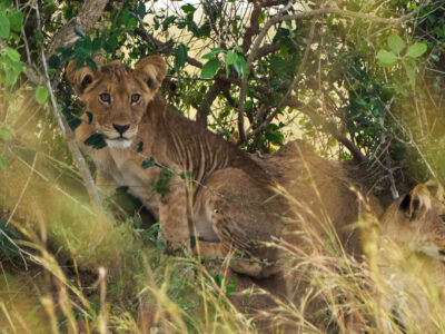 Lion Tracking