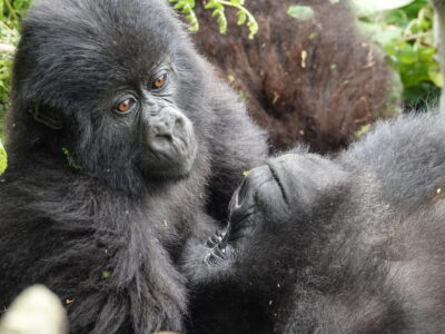 Rwanda Gorilla Trekking Tours