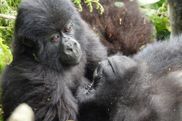 Rwanda Gorilla Trekking Tours