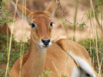 Sabi Sands