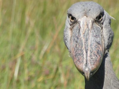 Shoebill Stork