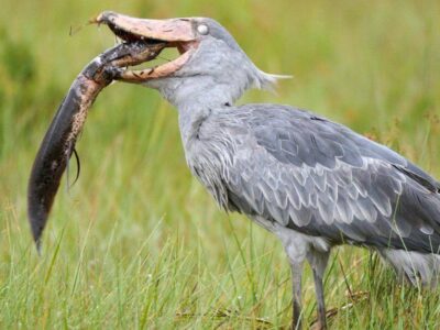 Shoebill Stork In Uganda 1