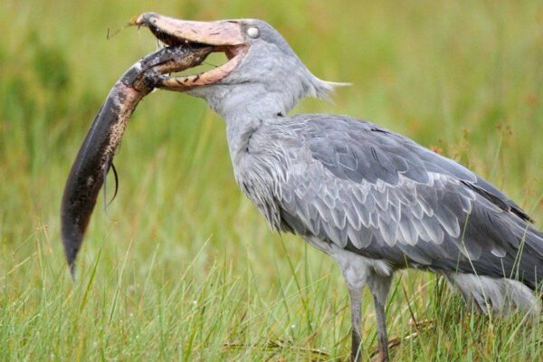 Shoebill Stork In Uganda 1