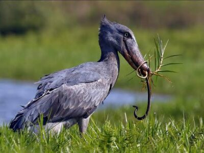 Shoebill Stork In Uganda 2