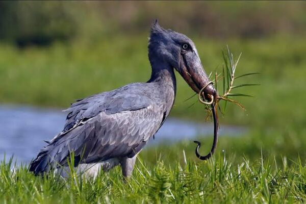 Shoebill Stork In Uganda 2