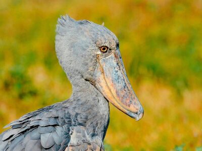 Shoebill Stork In Uganda