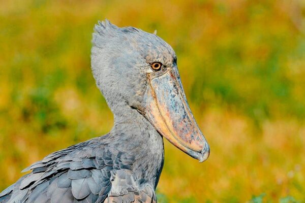 Shoebill Stork In Uganda