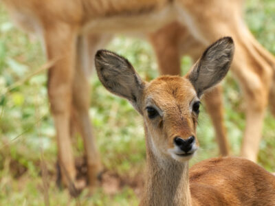 Tarangire National Park JimJam