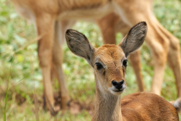 Tarangire National Park JimJam