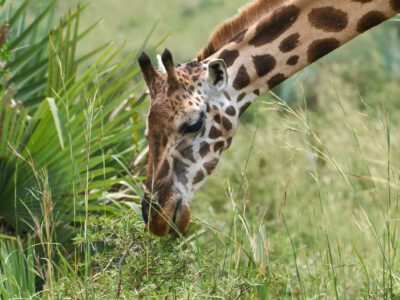 Tarangire National Park