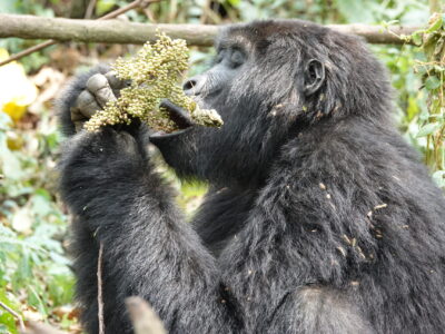 Uganda Gorilla Flying Tour