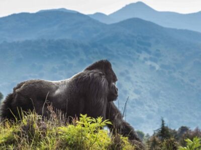 Wildlife Safaris In Virunga