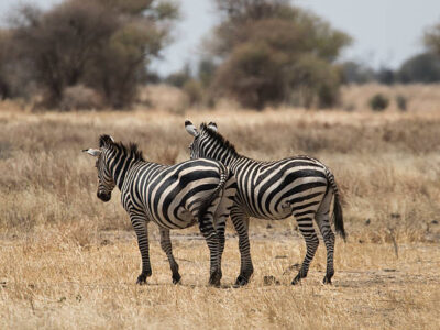 Zebra In Tarangire