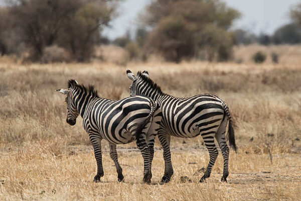 Zebra In Tarangire