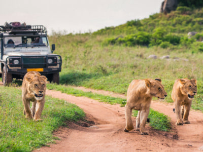 luxury Serengeti safaris birthday