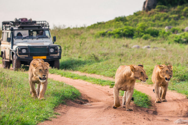 luxury Serengeti safaris birthday