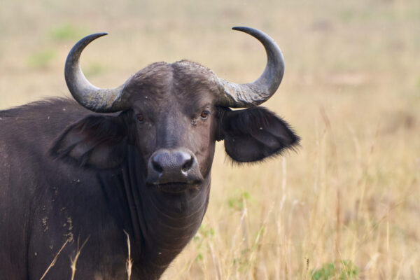 1 Day Akagera National Park Africa Tours 1 Day Akagera National Park Africa Tours