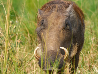 1 Day Akagera National Park JimJam