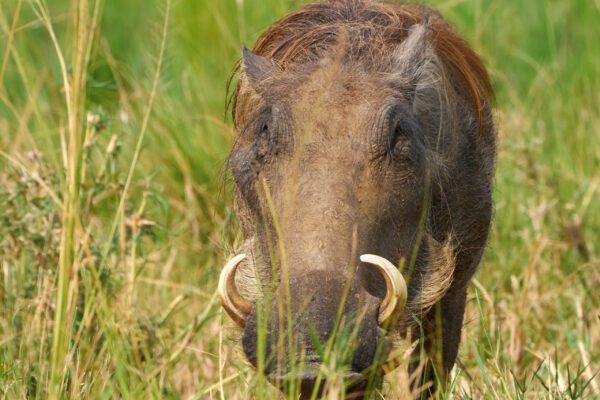 1 Day Akagera National Park JimJam