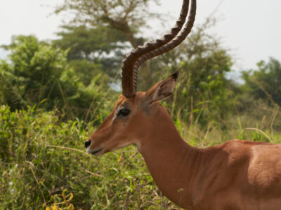 1 Day Akagera National Park