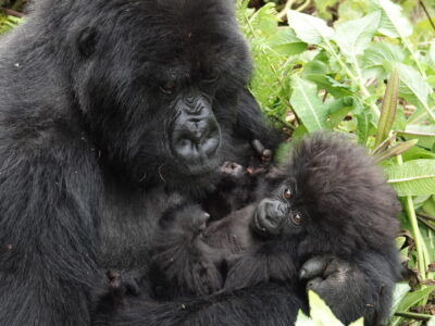 3 Days Rwanda Gorilla Trek