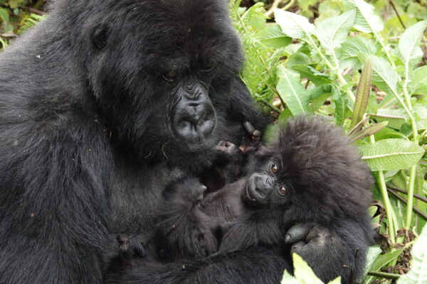 3 Days Rwanda Gorilla Trek 3 Days Rwanda Gorilla Trek