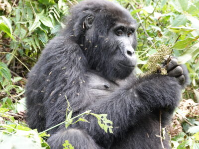 Uganda Gorilla Trekking Tour Itinerary