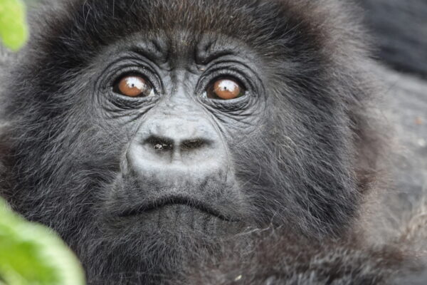 Cheap Rwanda Tours Cheap Rwanda Tours