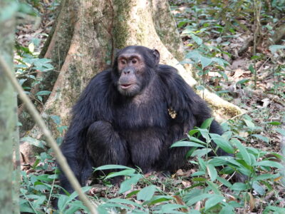 Chimpanzee Trekking Uganda