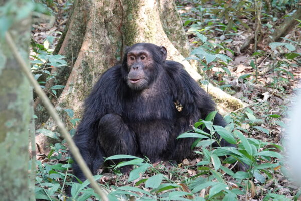 Chimpanzee Trekking Uganda Chimpanzee Trekking Uganda