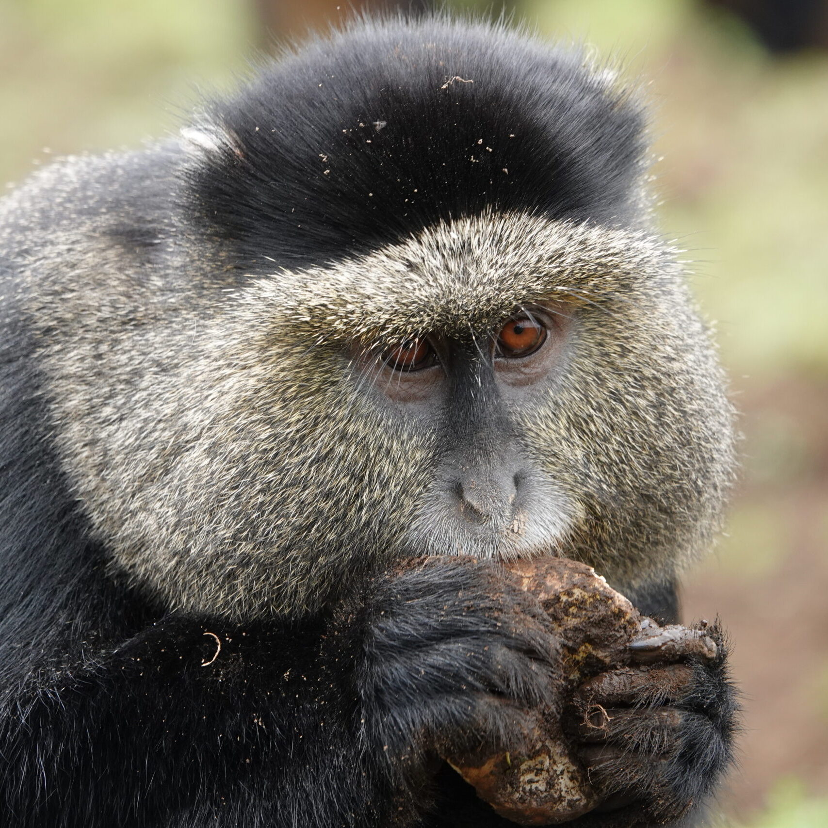 Golden Monkey Trekking Rwanda Golden Monkey Trekking Rwanda